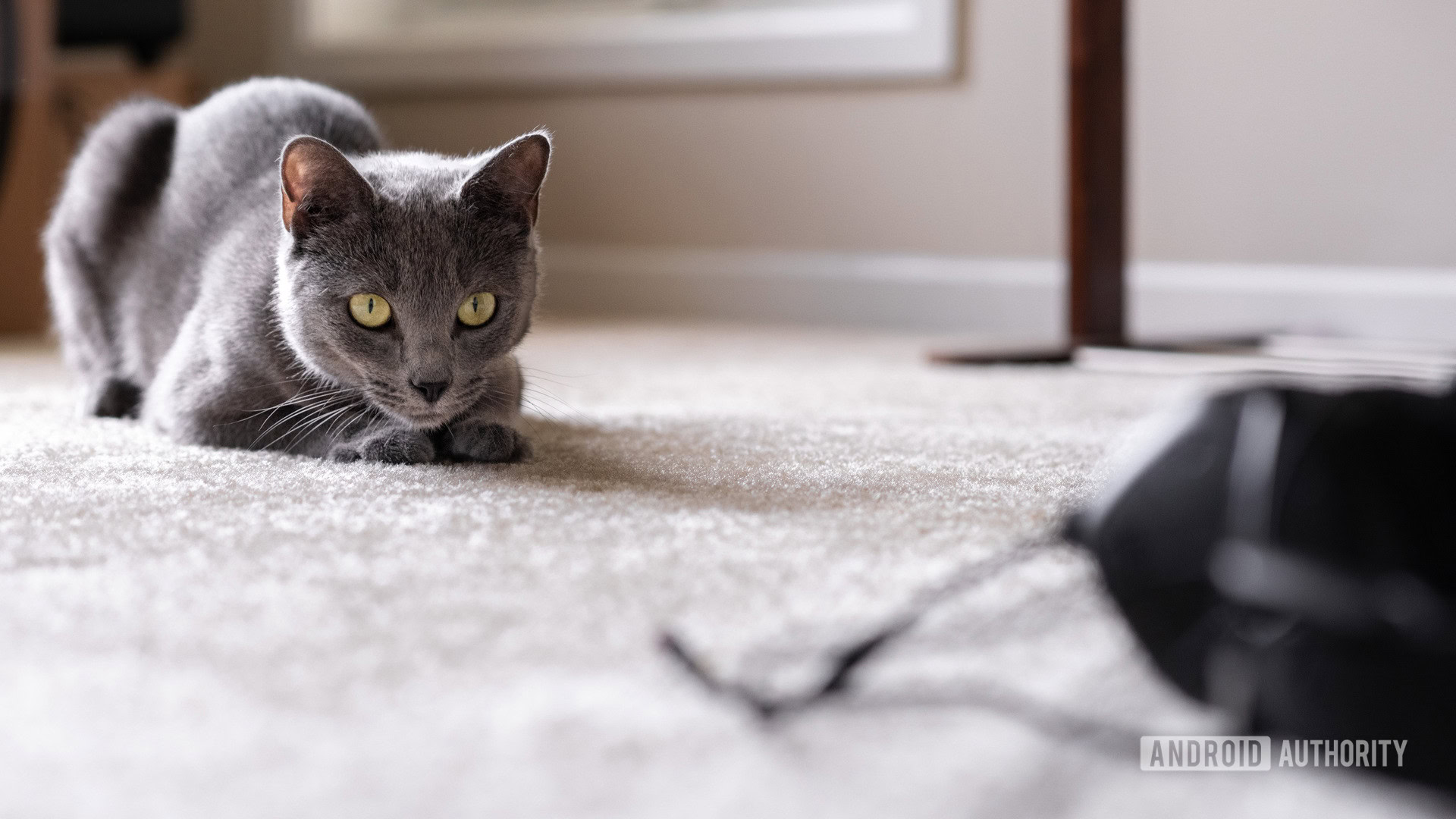 A cat staring at a headphone cable that needs to be repaired.