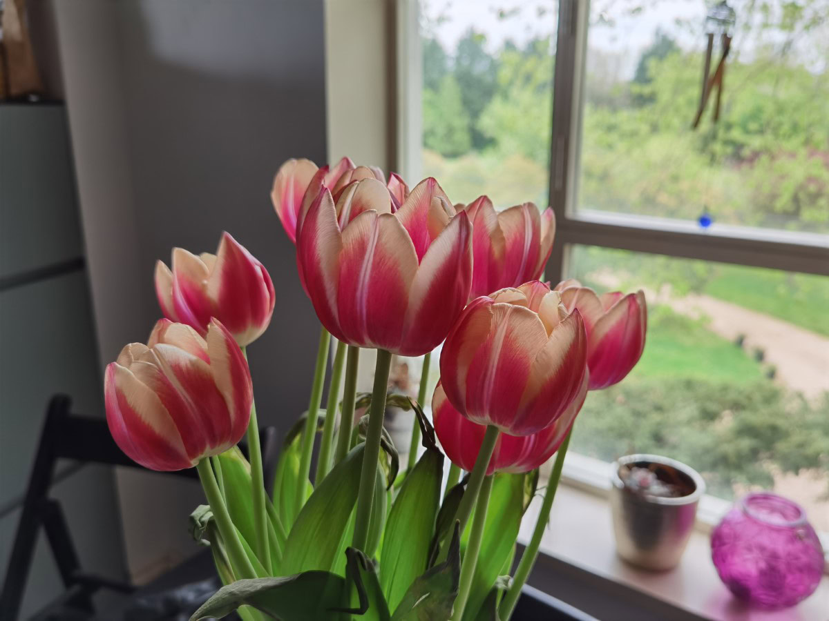 Flowers HUAWEI P40 Pro Resized