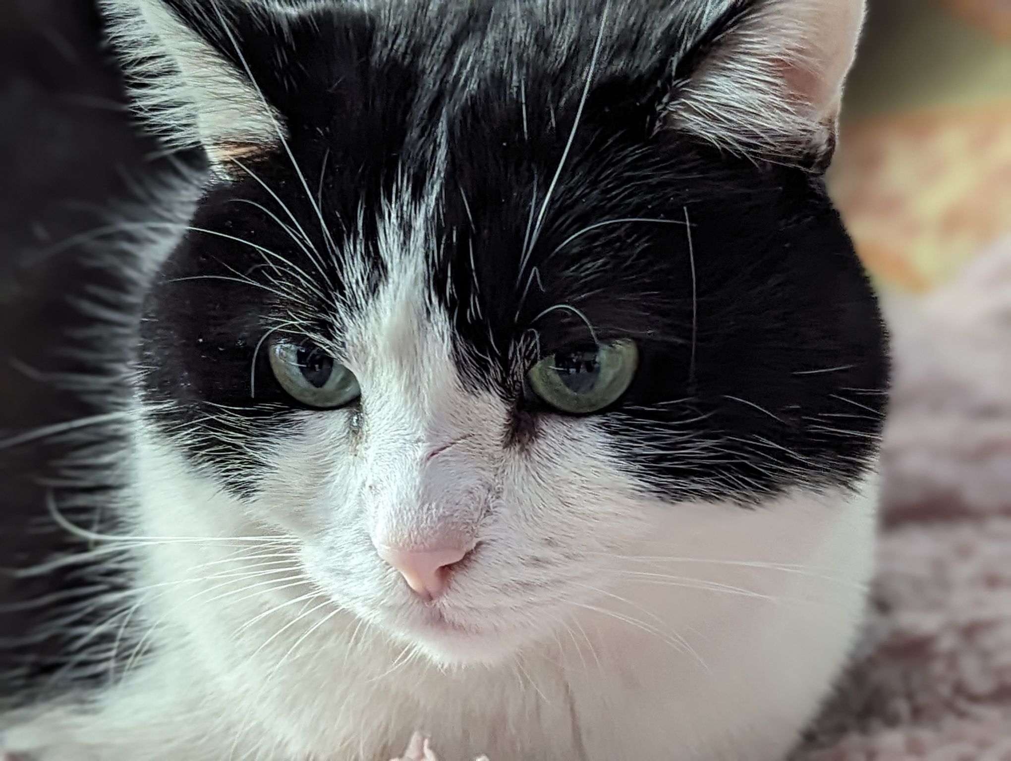 google pixel 7 pro camera sample cat portrait 2x 2