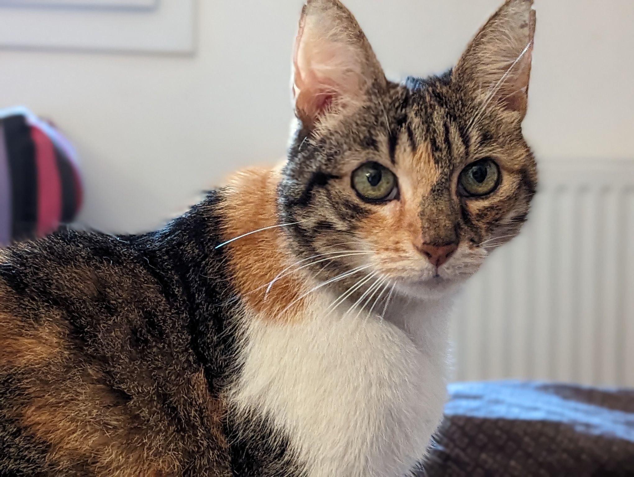 google pixel 7 pro camera sample cat portrait 2x 3