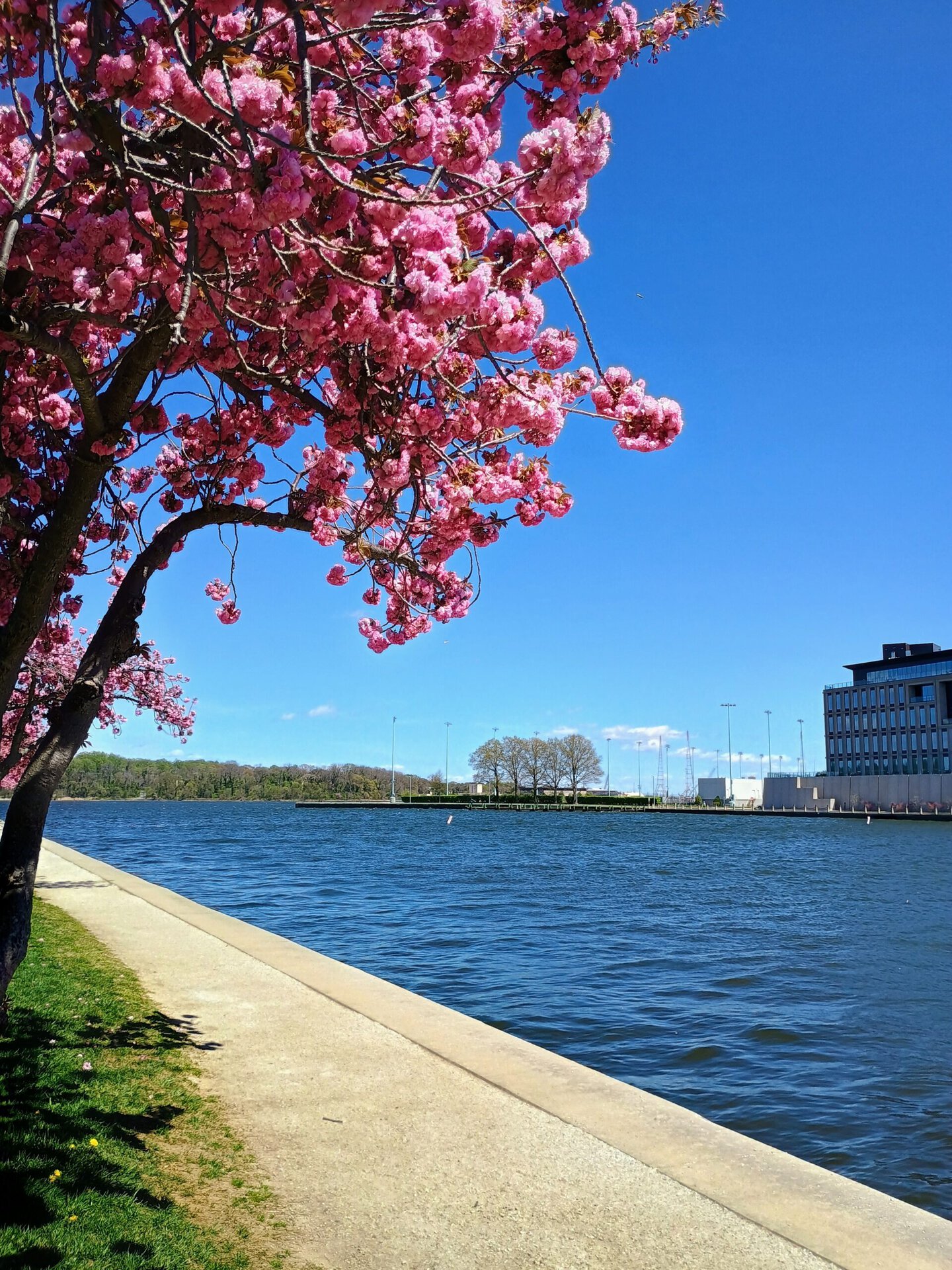 Motorola Moto G Power 5G cherry blossom over water