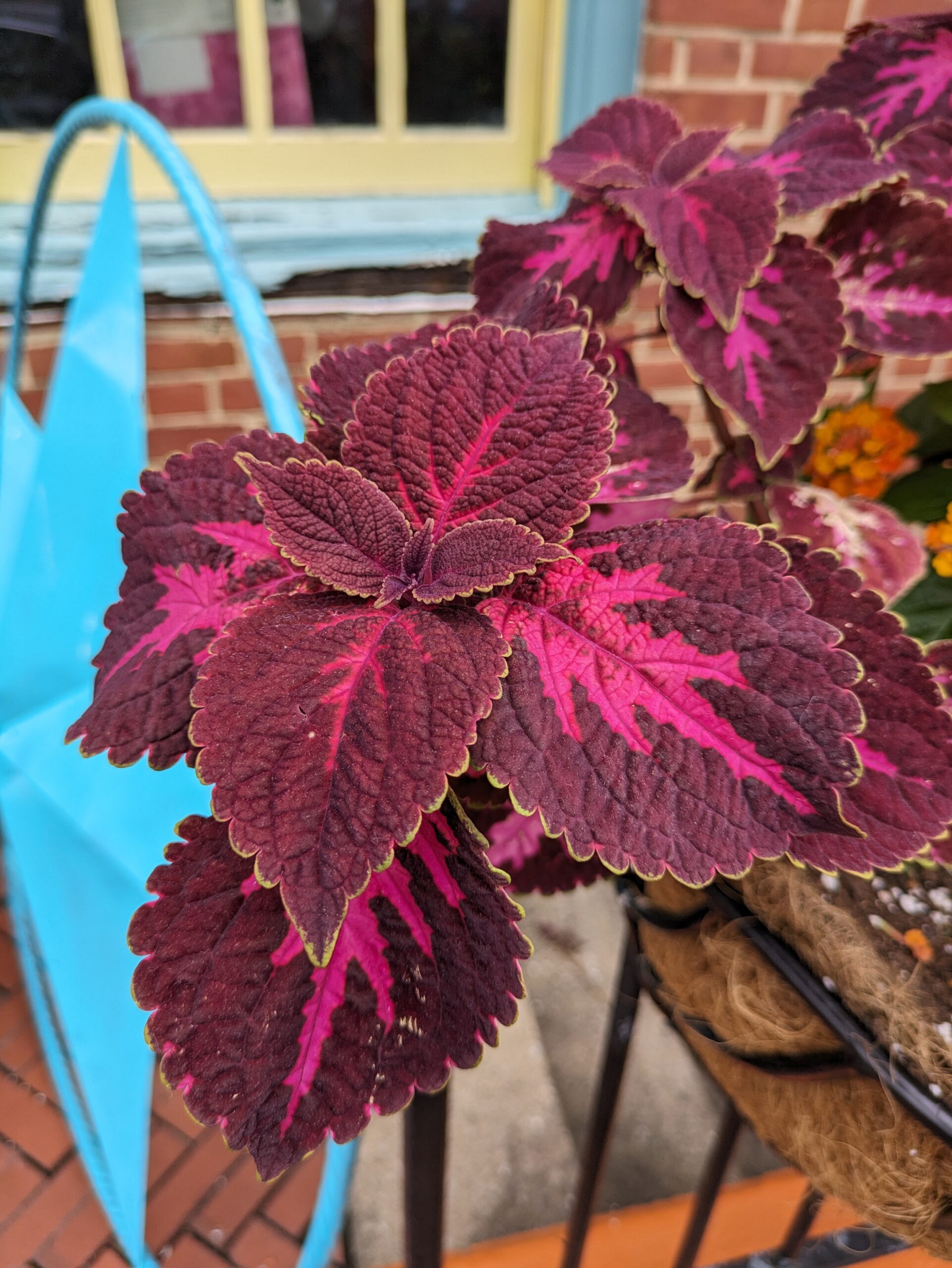 Google Pixel 7a red leaves