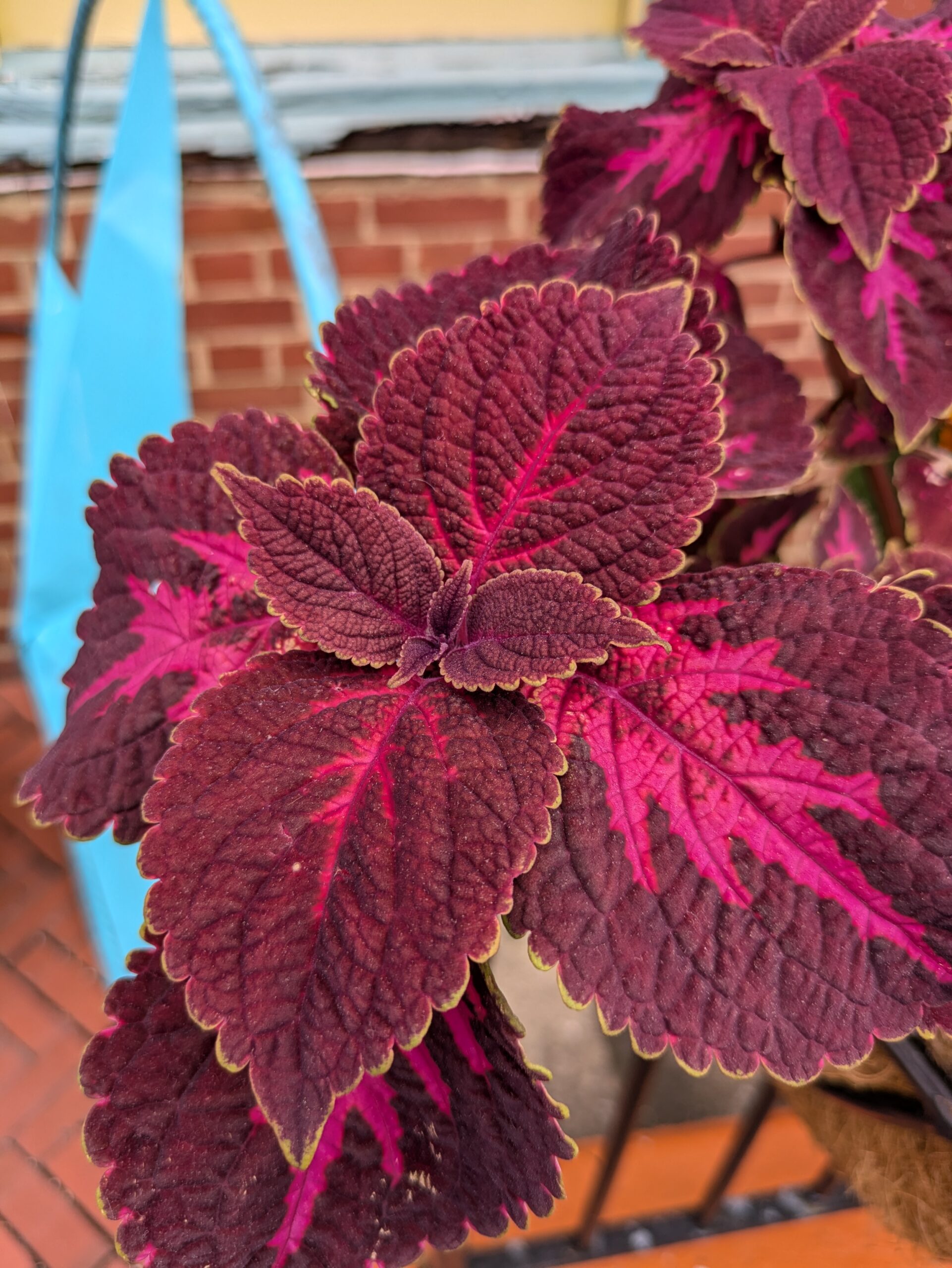 Google Pixel 8a bright red leaf