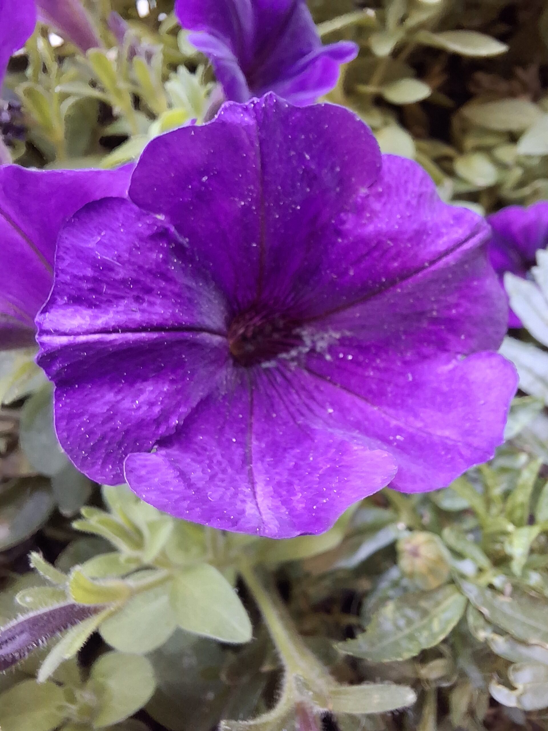 Samsung Galaxy A35 5G purple flower macro