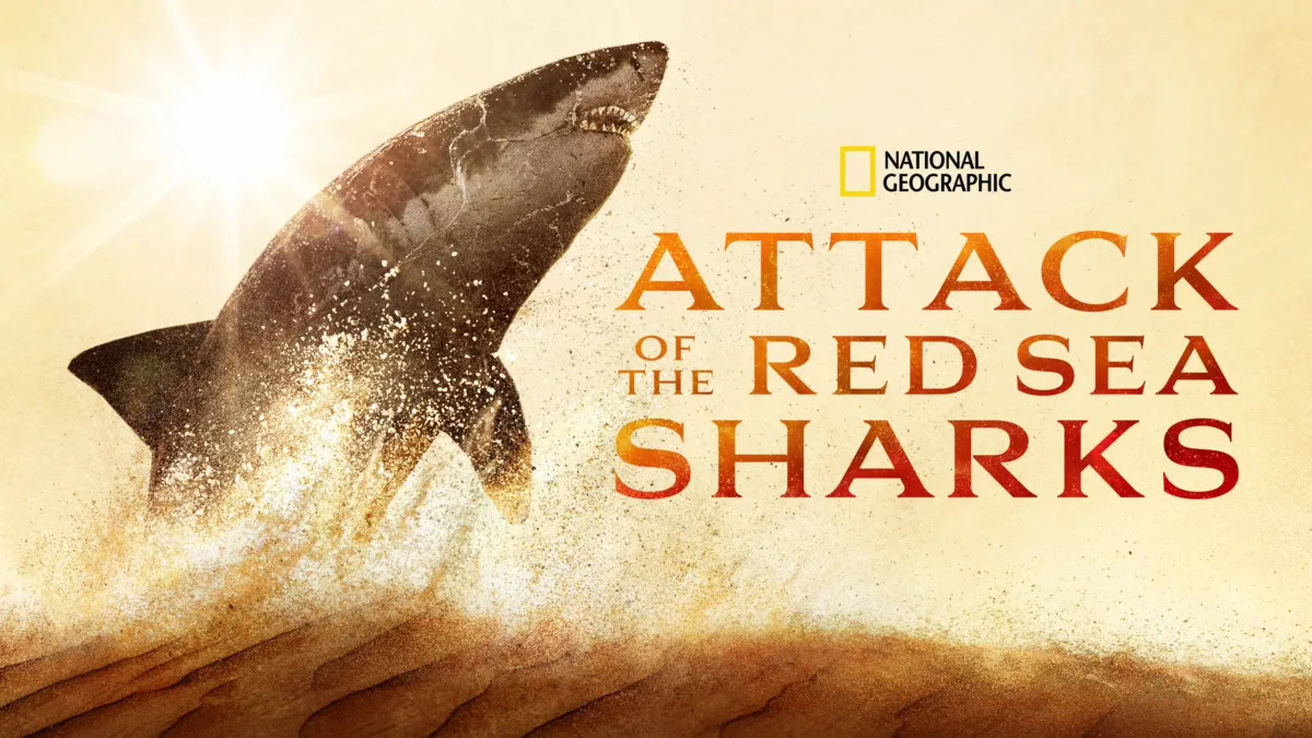 attack of red sea sharks