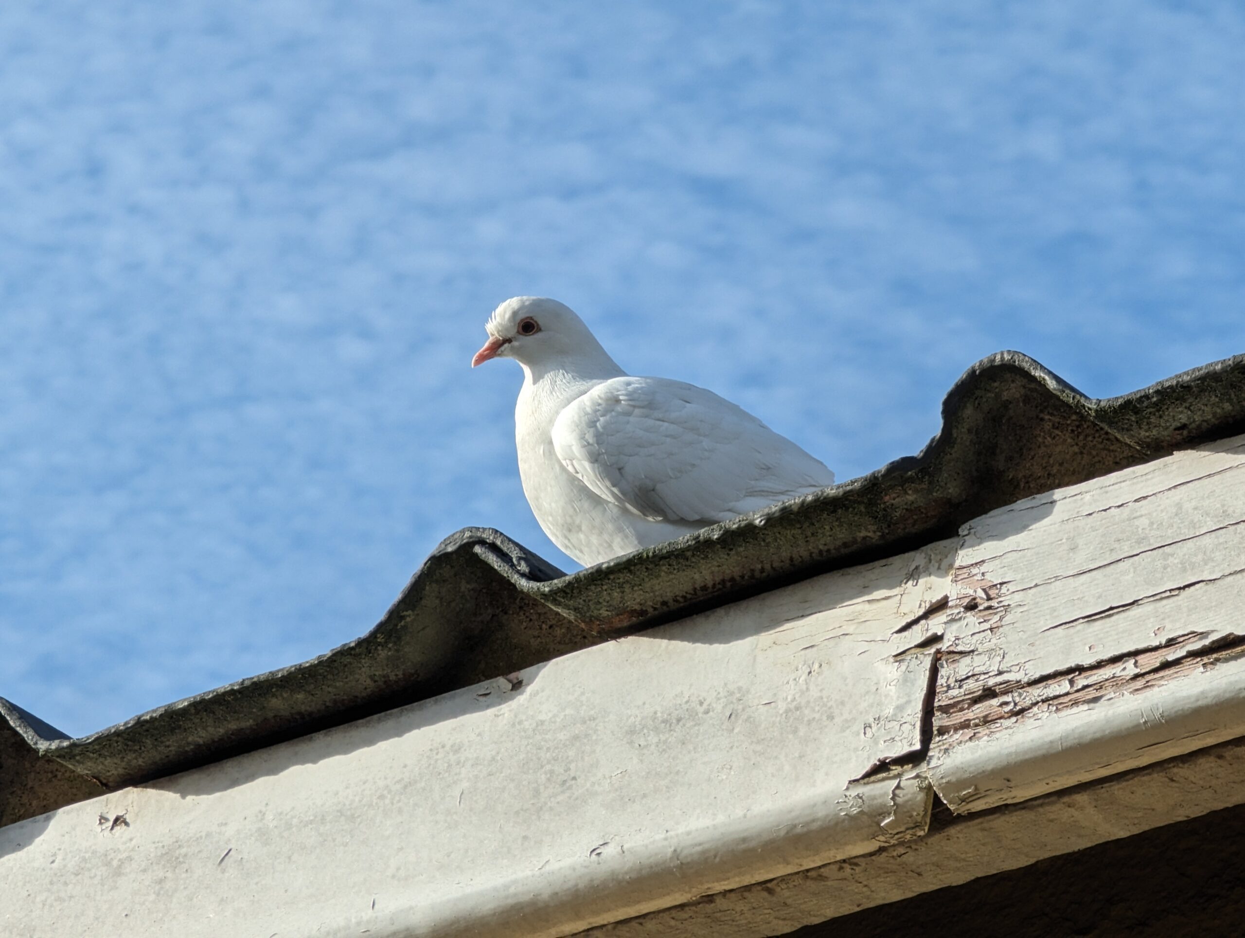 Google Pixel 7 Pro pigeon 10x