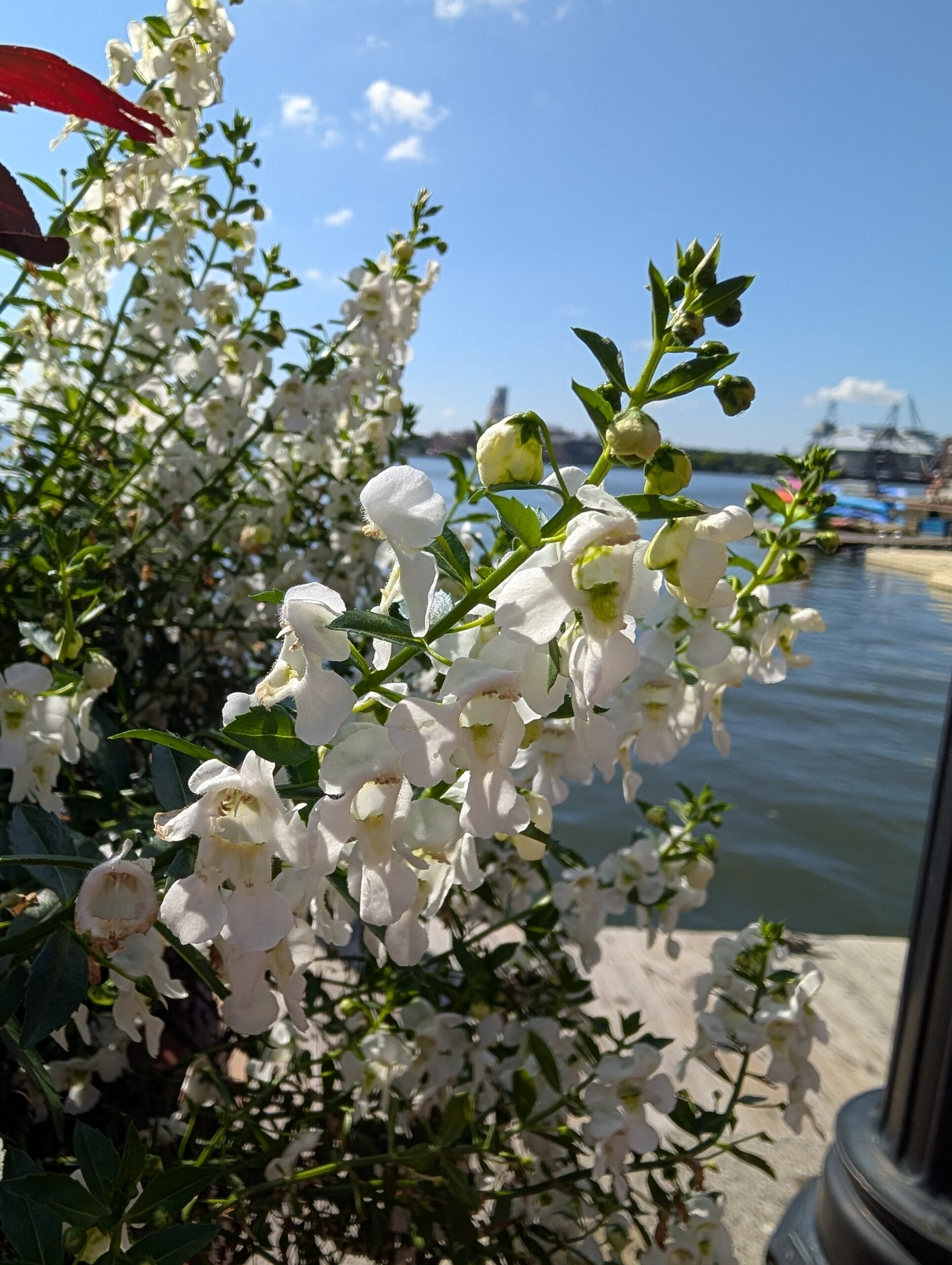 Google Pixel 9 Pro XL white flowers macro