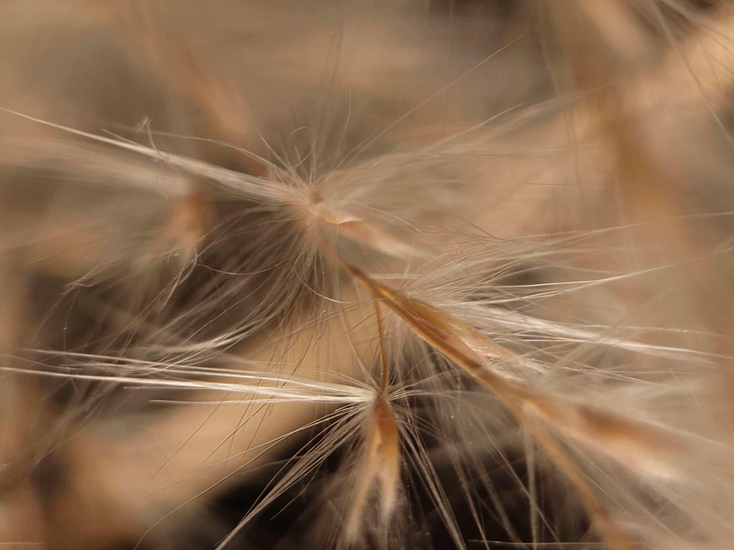 sony xperia 1 vi camera sample grass macro 2