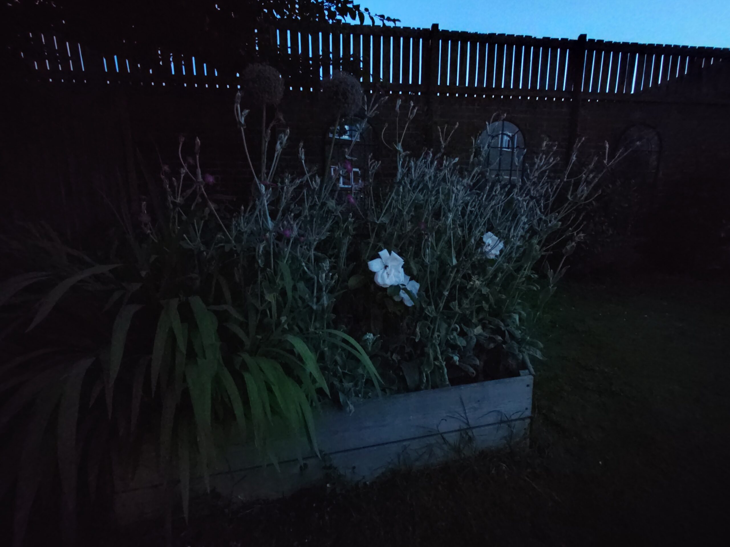 sony xperia 1 vi camera sample low light flower 0point6x