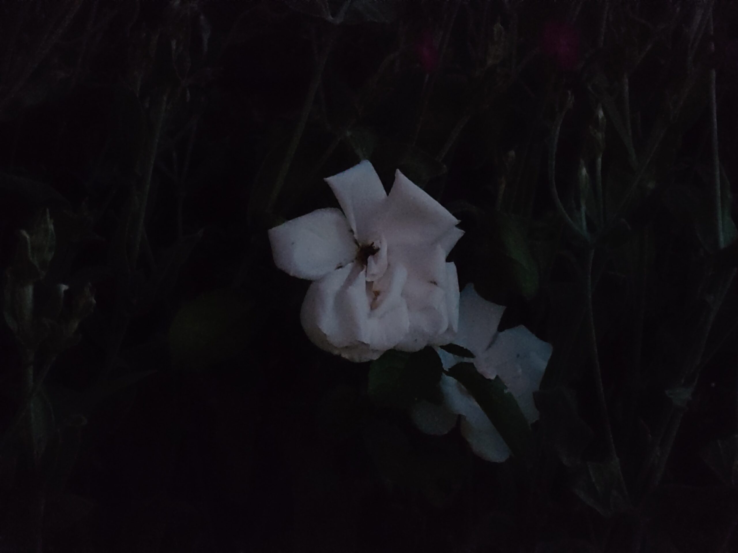 sony xperia 1 vi camera sample low light flower 3point5x