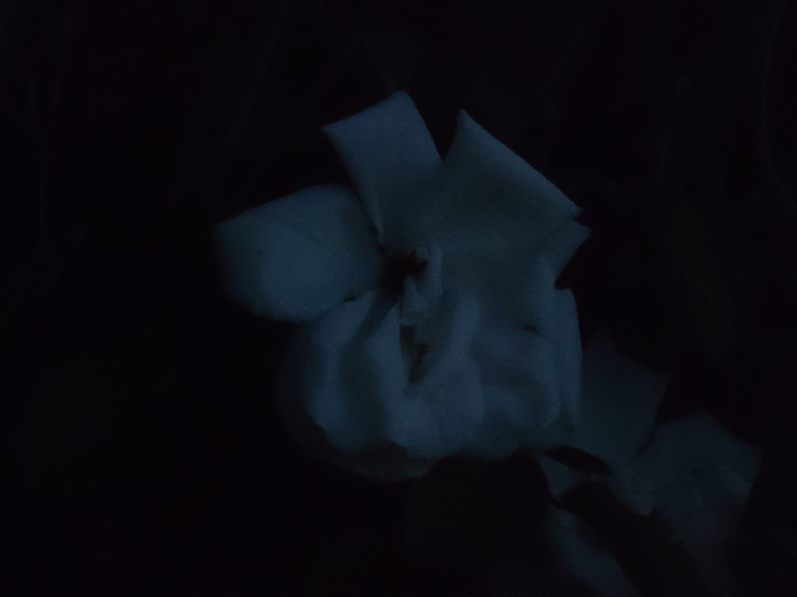 sony xperia 1 vi camera sample low light flower 7point1x