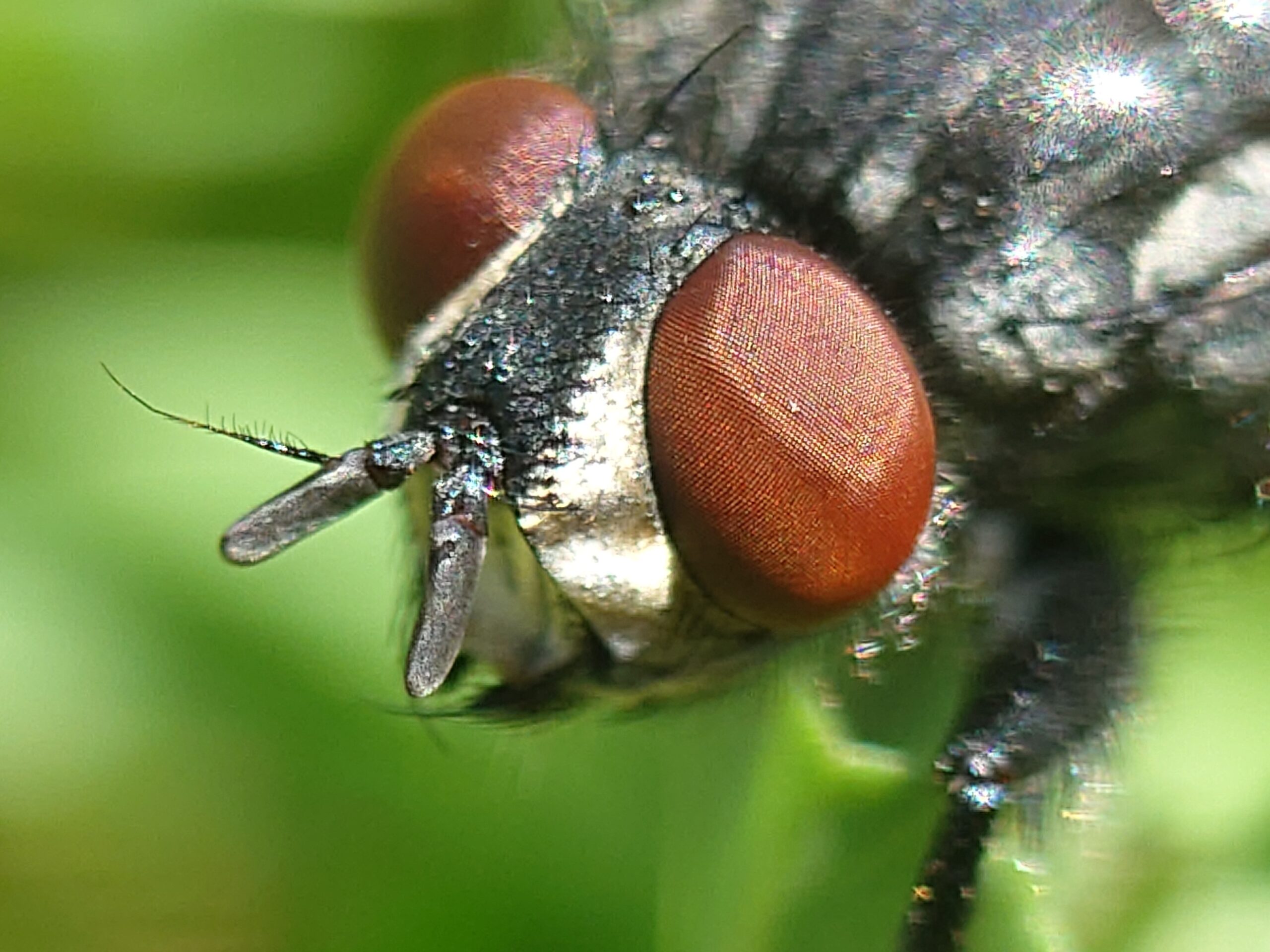 sony xperia 1 vi camera sample macro fly