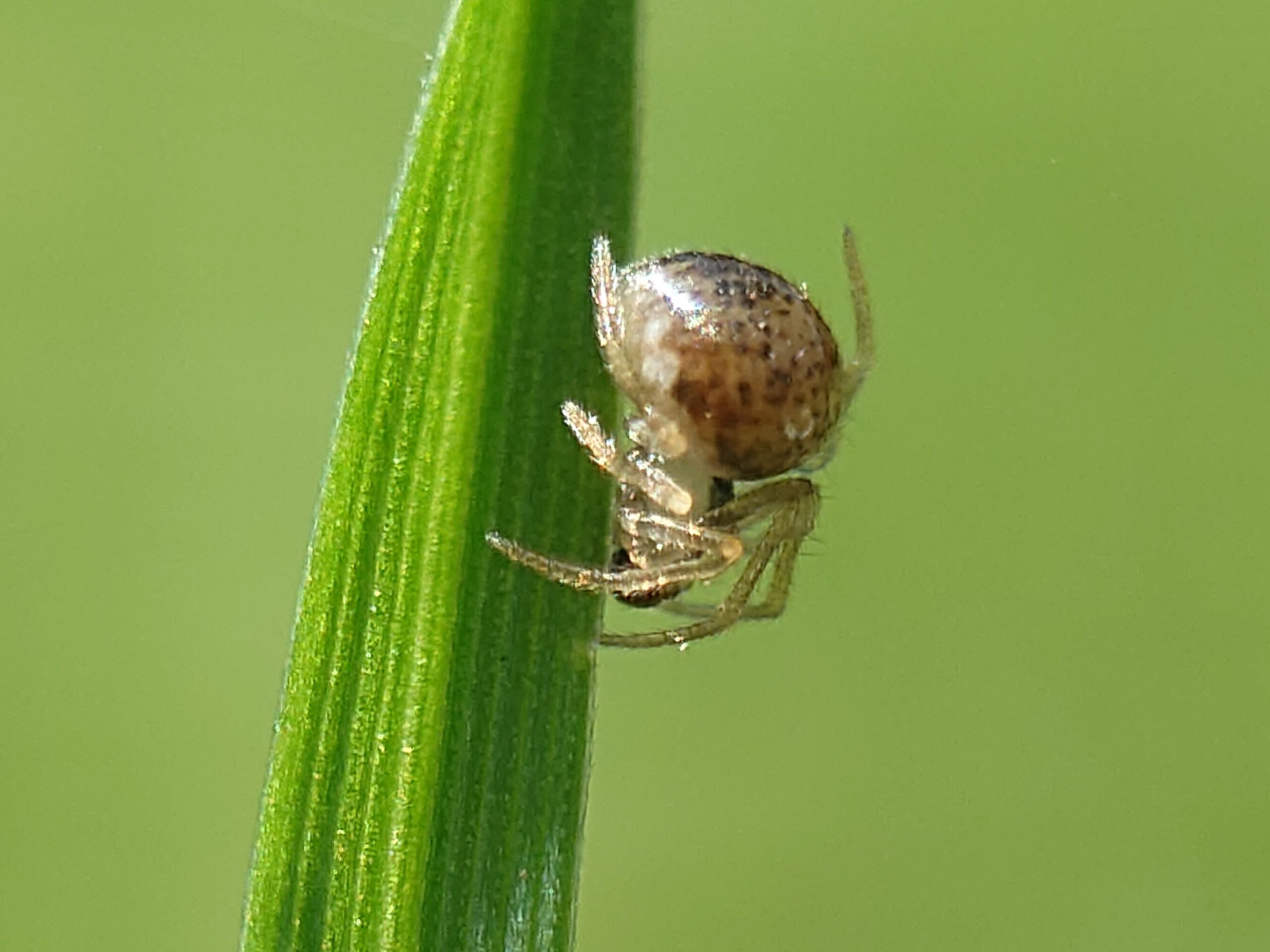 sony xperia 1 vi camera sample macro spider