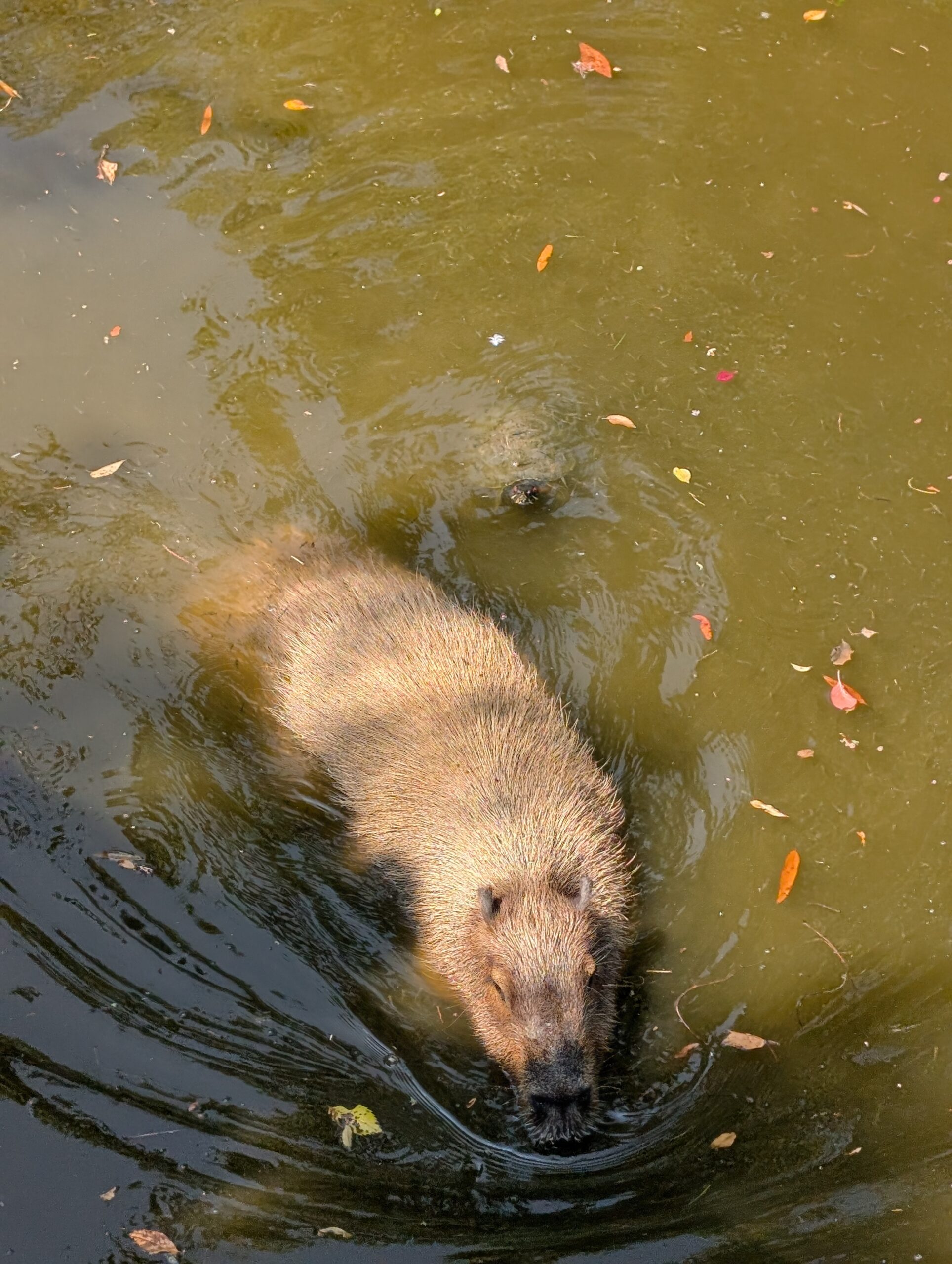 Google Pixel 9 Pro capybara 2x