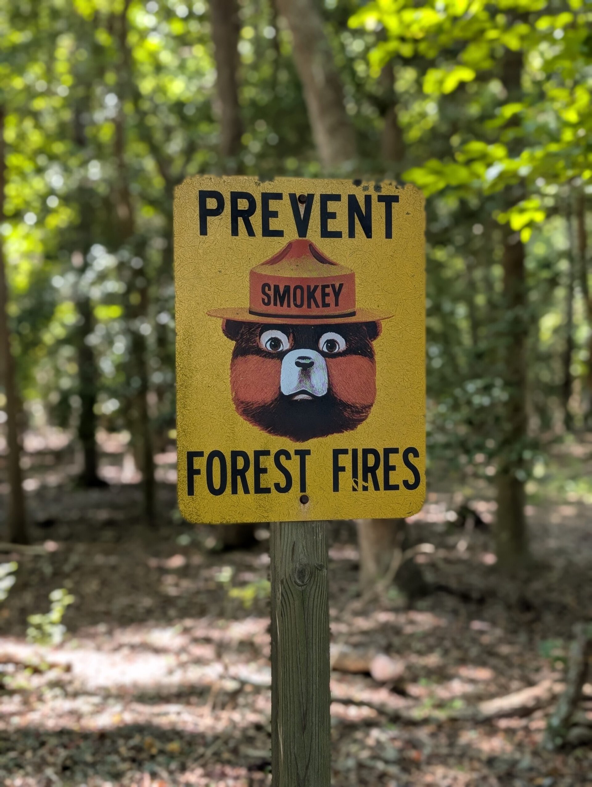 Google Pixel 9 Pro forest fires portrait