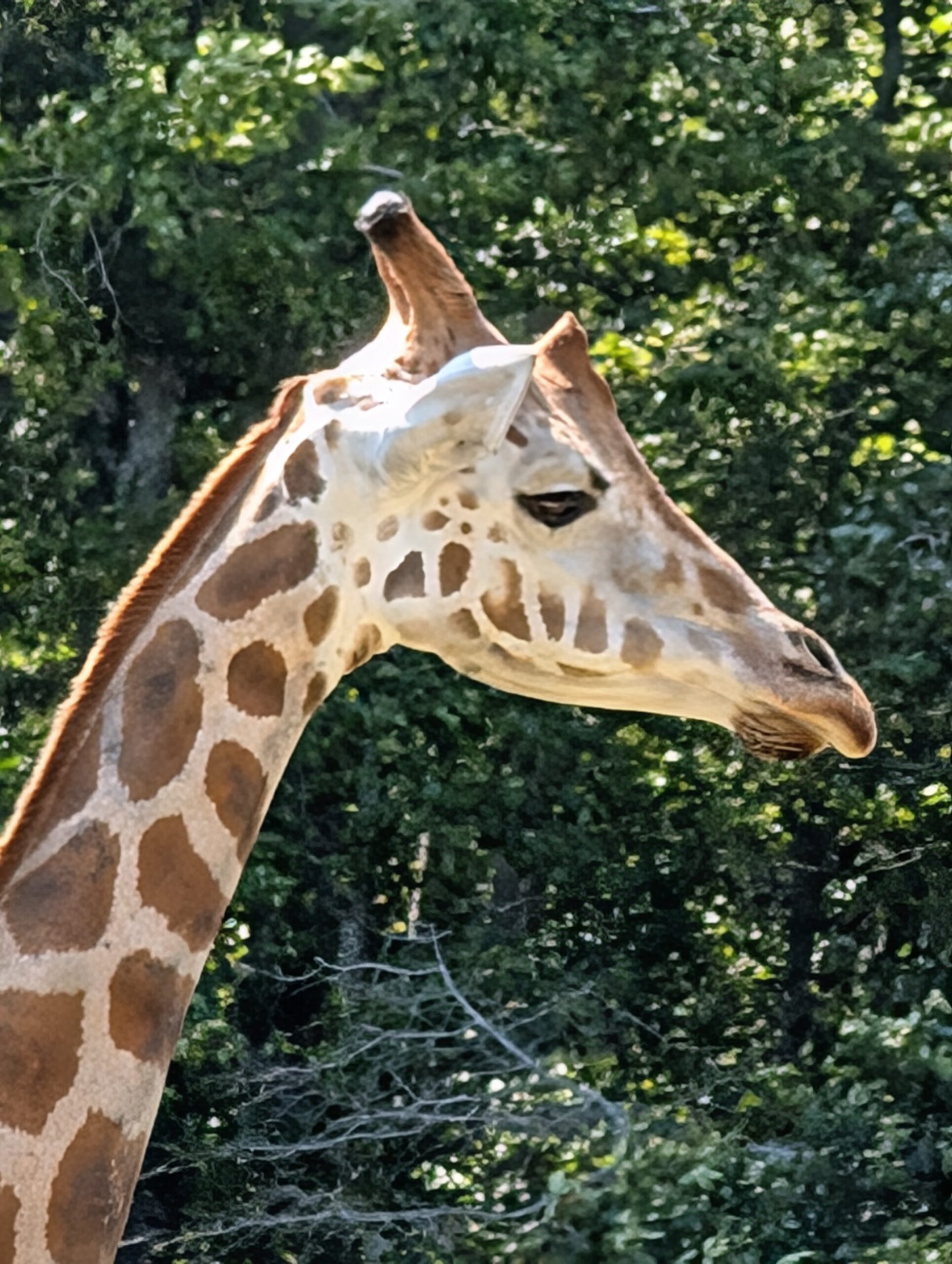 Google Pixel 9 Pro giraffe 30x