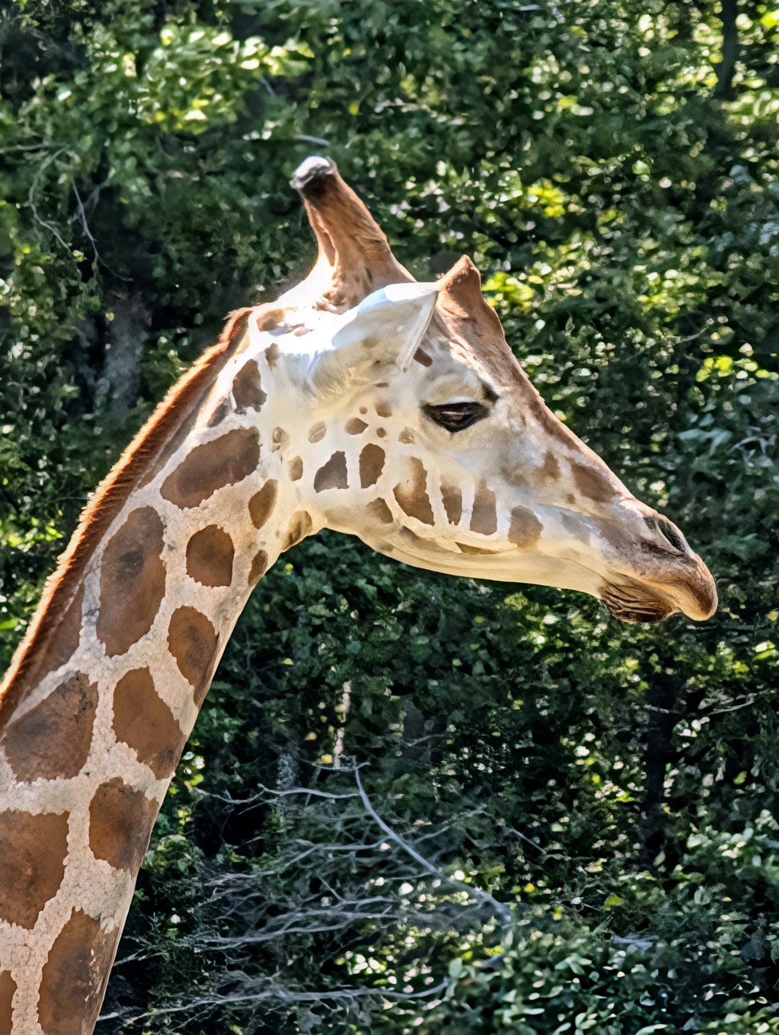 Google Pixel 9 Pro giraffe 30x zoom enhance