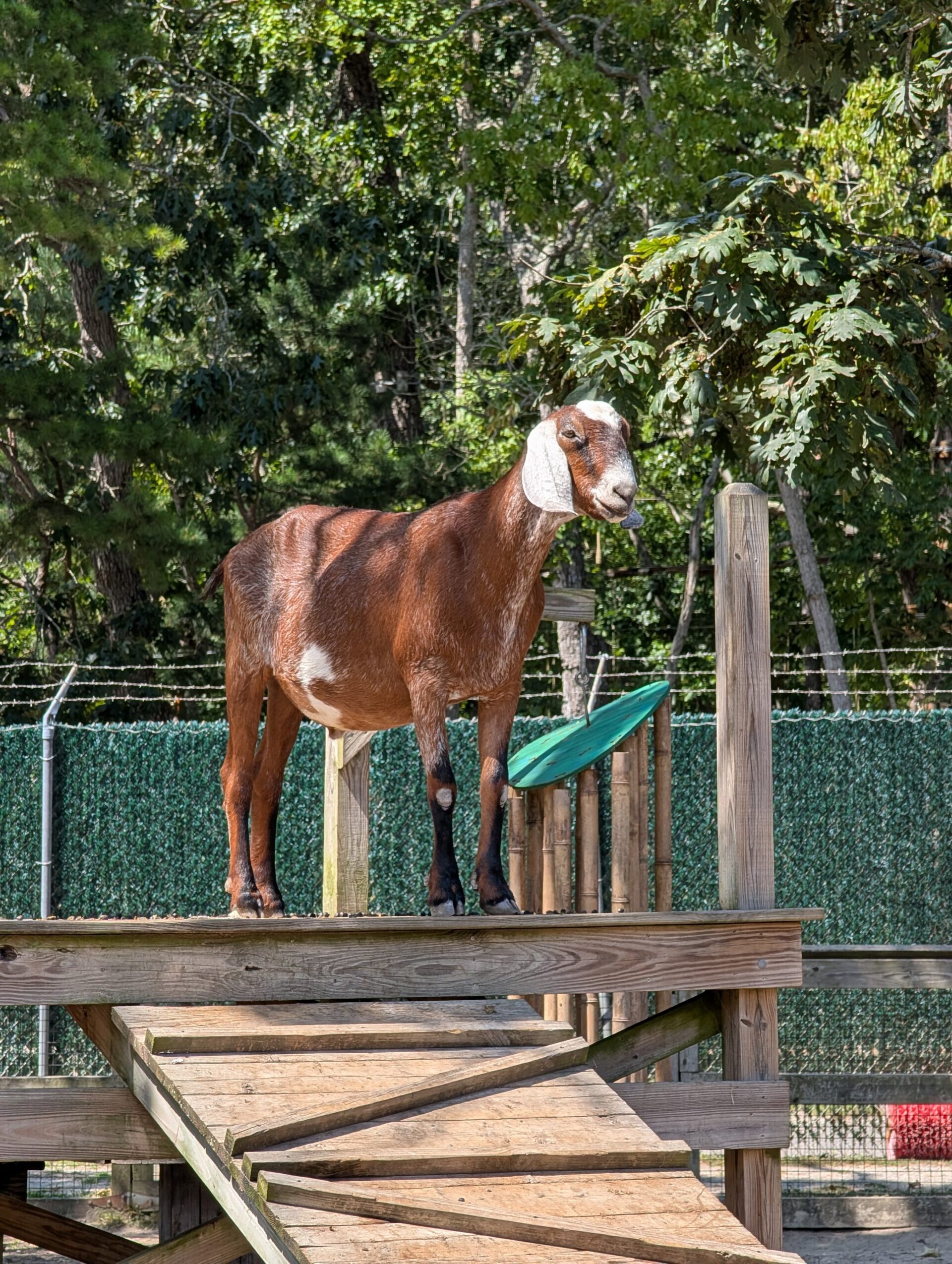 Google Pixel 9 Pro goat 5x zoom