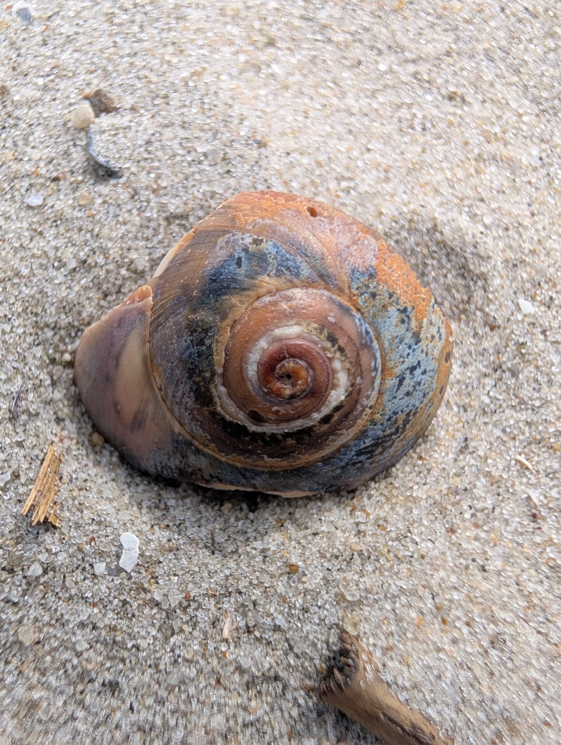 Google Pixel 9 Pro snail shell macro