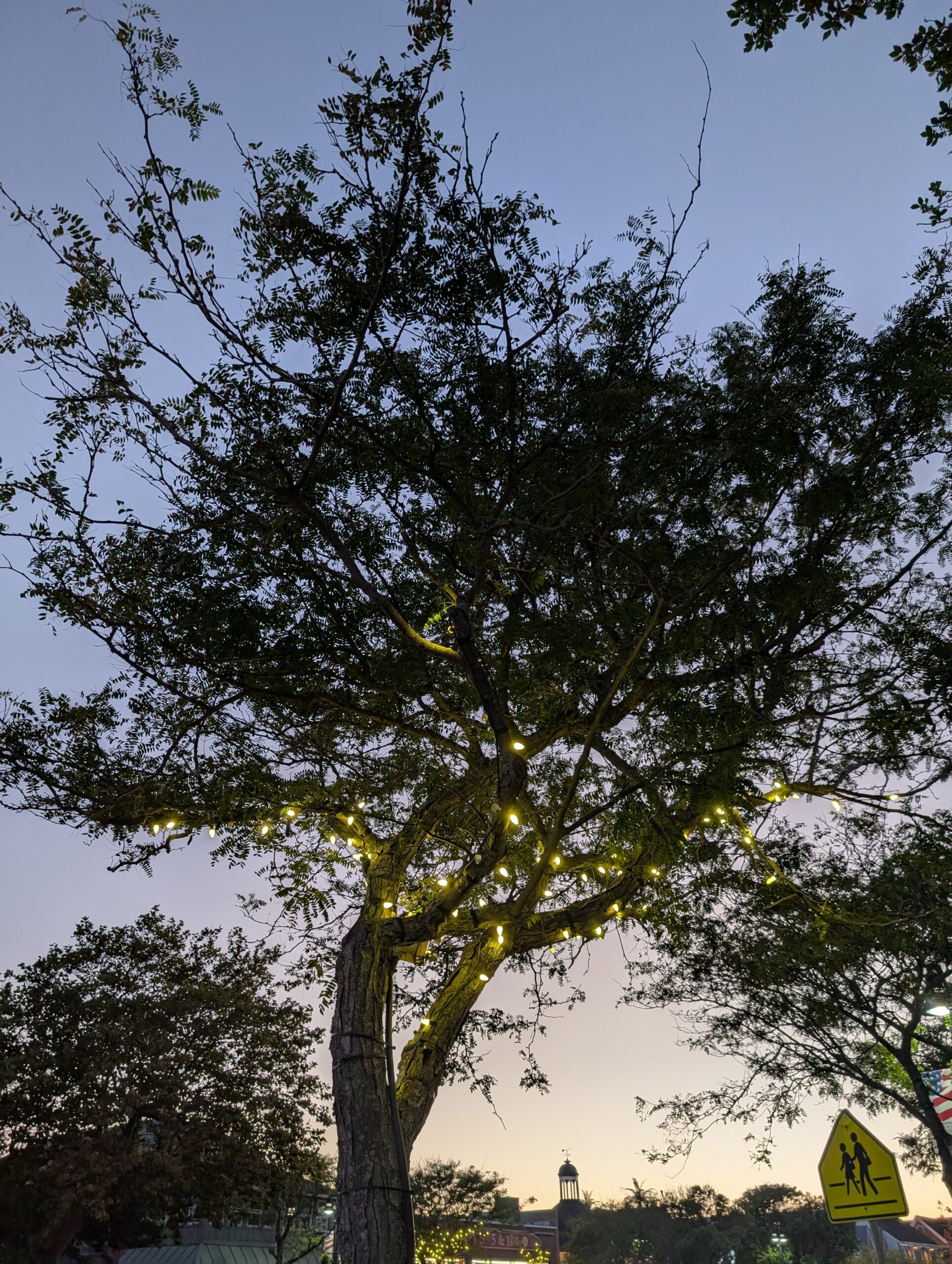 Google Pixel 9 Pro tree low light