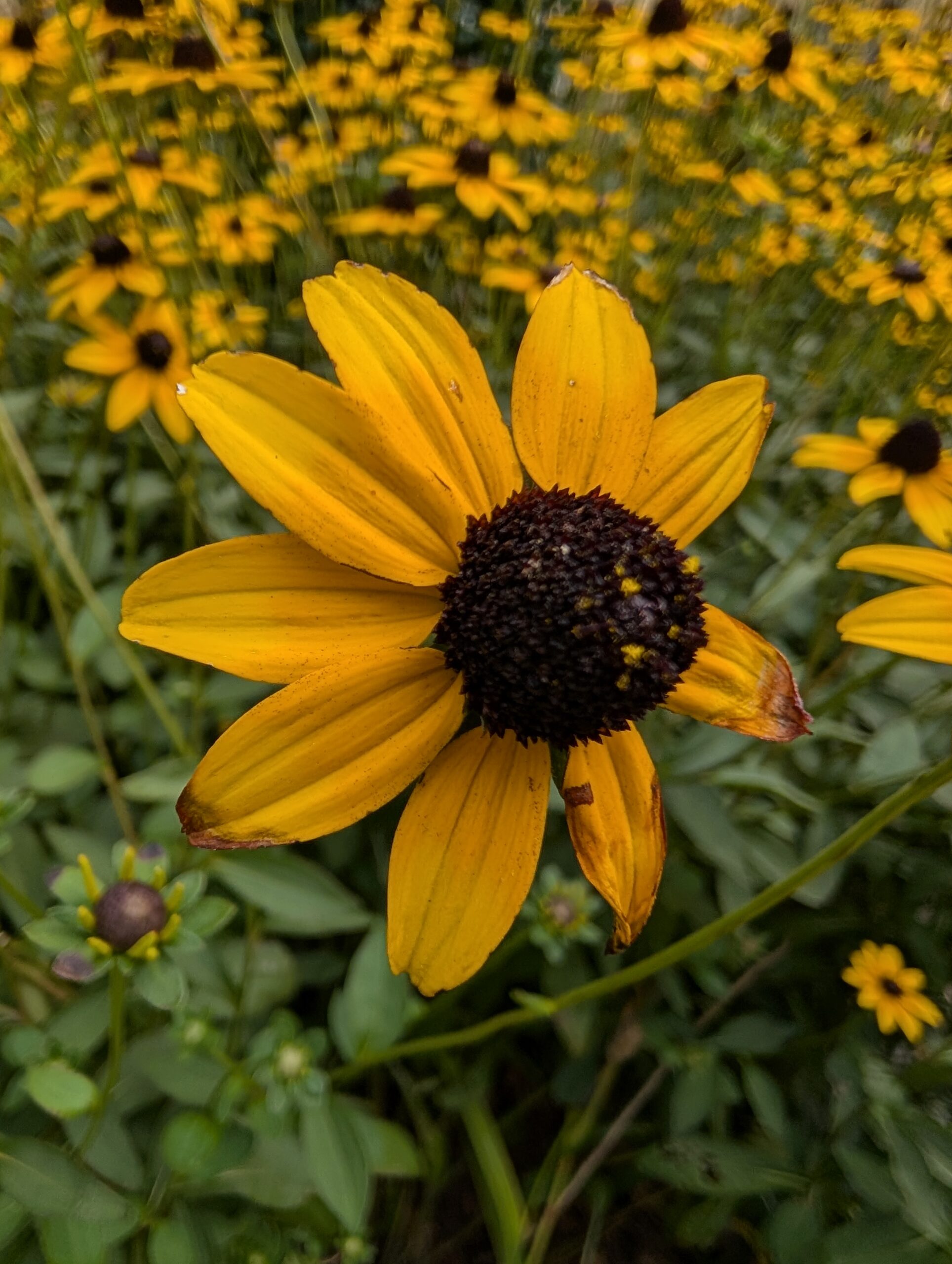 Google Pixel 9 Pro yellow flower macro