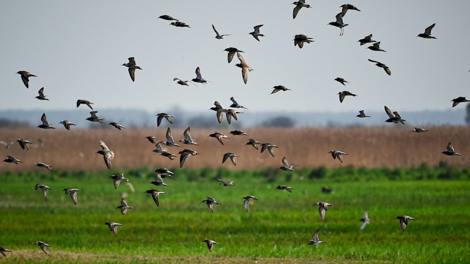 Flock of Birds Stock Image