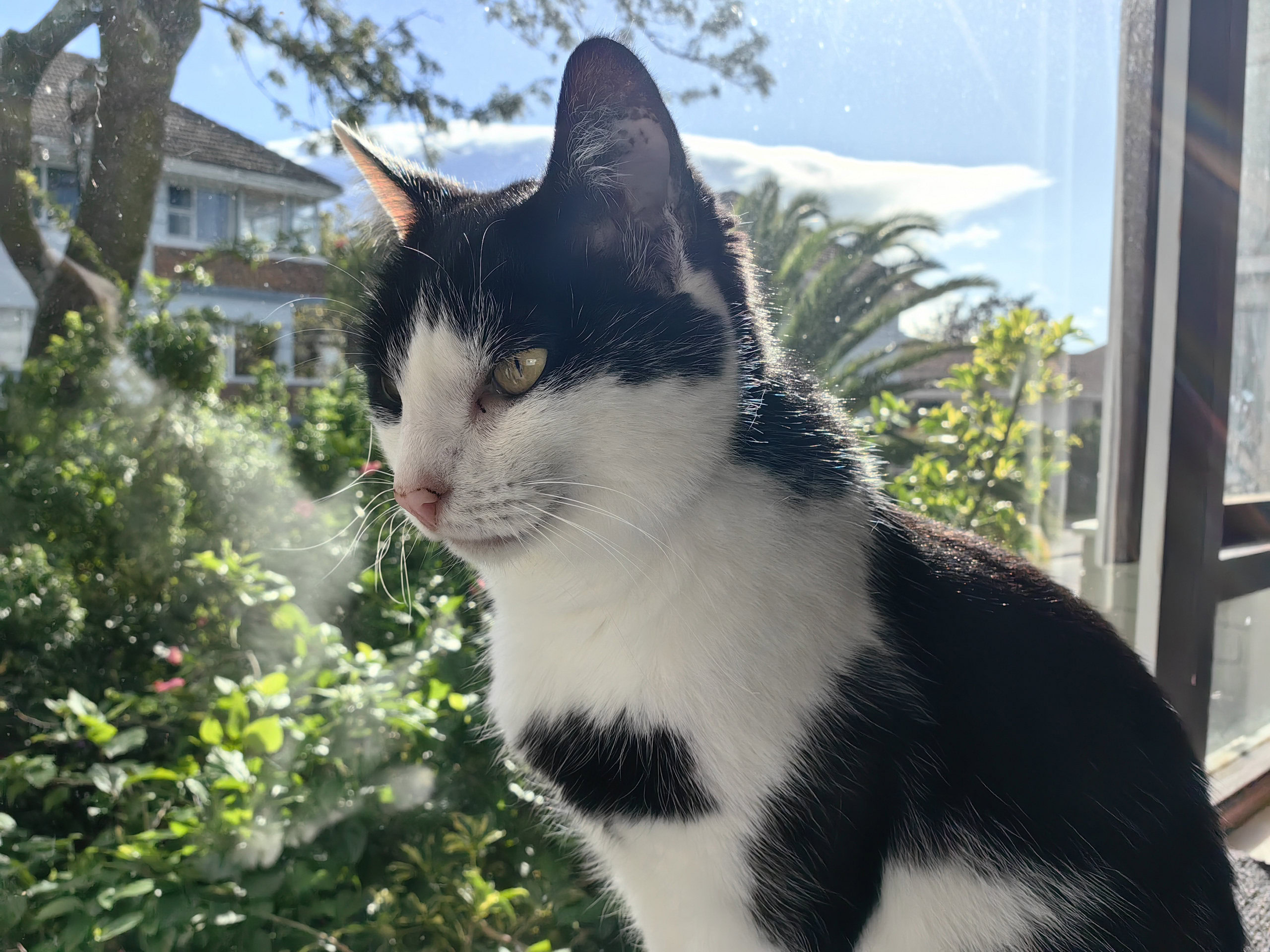 One of the uses for a Bluetooth tracker is finding out where your cat goes.