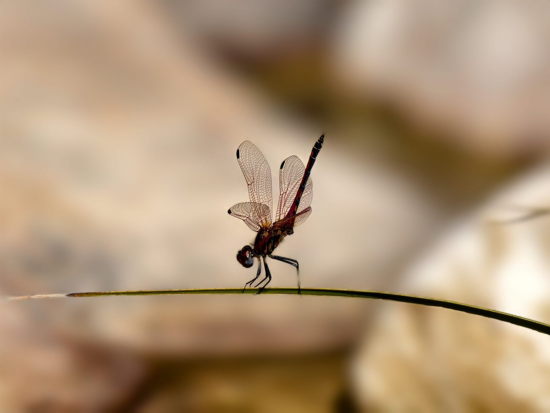 Vivo X100 Pro dragonfly macro