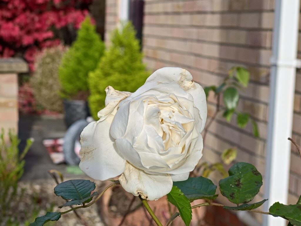 ASUS ROG Phone 9 Pro camera sample 3x zoom flower