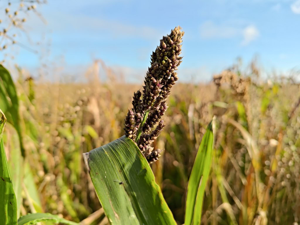 ASUS ROG Phone 9 Pro camera sample in the fields