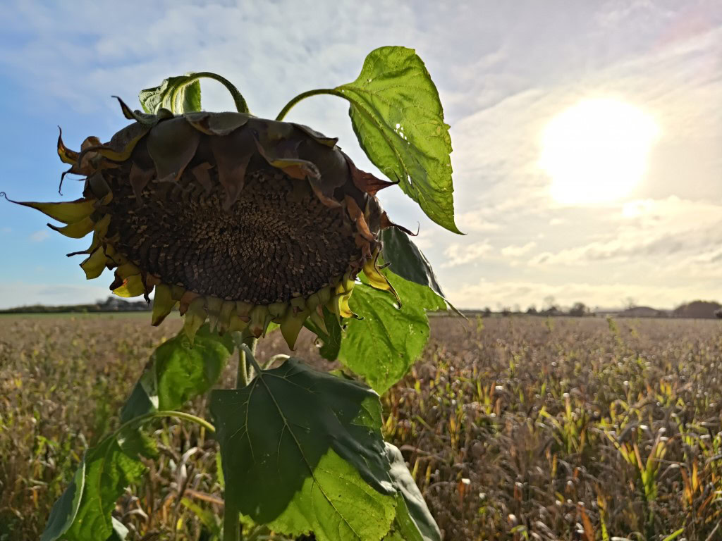 ASUS ROG Phone 9 Pro camera sample sunflower HDR