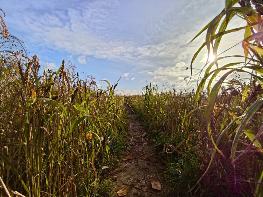 ASUS ROG Phone 9 Pro camera sample ultrawide grasses