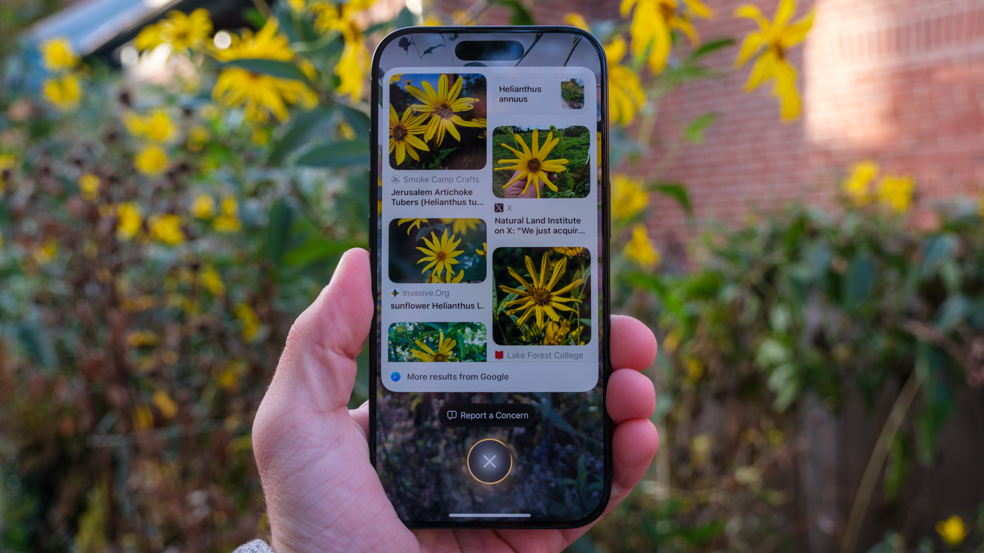 Apple Visual Intelligence vs Google Lens sunflower scan