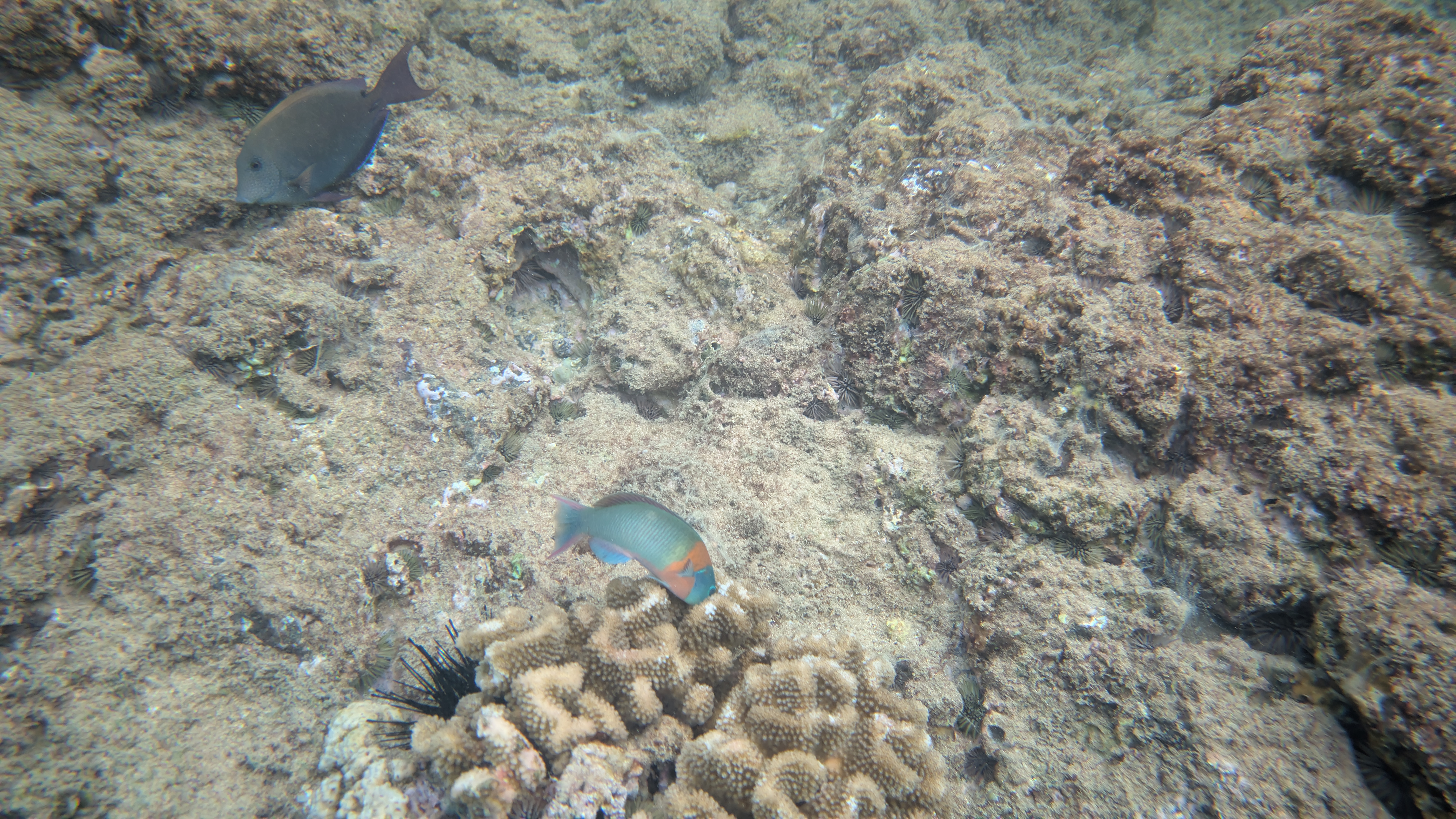 Pixel 9 Pro Underwater Mode Active (6)