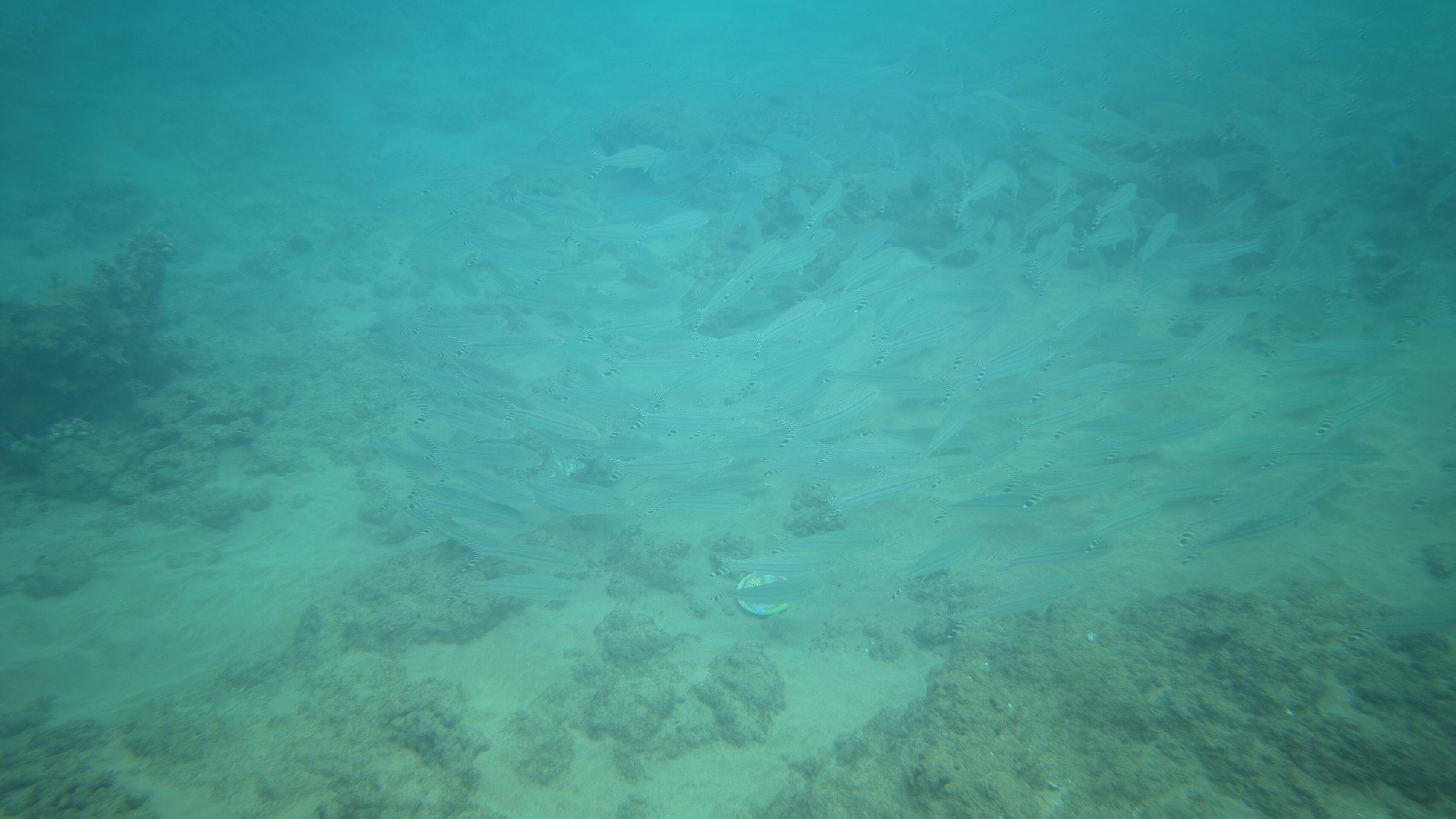 Pixel 9 Pro Underwater Mode Inactive (2)